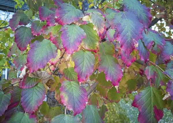 Very Beautiful Autumn Leaves Green Pink Foliage Autumn Time October — Stock Photo, Image