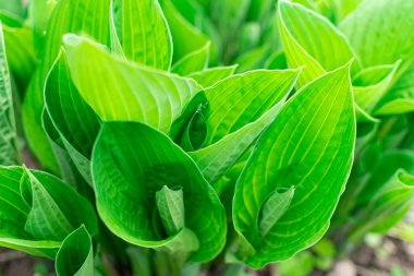 Hosta bahçede. Hosta - Yeşiller familyasının uzun ömürlü bitki cinsi. Güzel yeşil yapraklar süs bitkisi hosta.