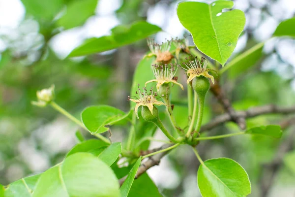 在枝条上开花后的绿色梨子 未成熟的果实 — 图库照片