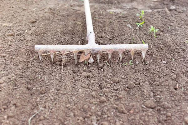 Hem Grönsaksträdgård Förbereds För Plantering Rake Trädgården — Stockfoto