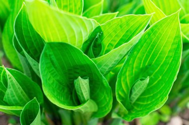 Hosta bahçede. Hosta - Yeşiller familyasının uzun ömürlü bitki cinsi. Güzel yeşil yapraklar süs bitkisi hosta.