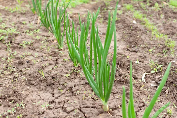 Plantação Cebola Jardim Agricultura Exploração Agrícola — Fotografia de Stock