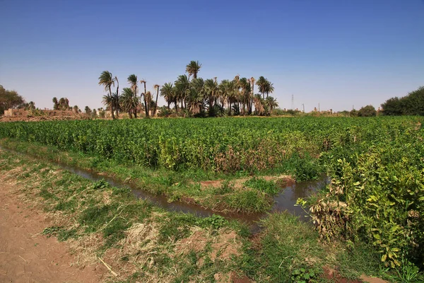 Nile river / Sudan - 23 Feb 2017: Fields in the small village on Nile river, Sudan