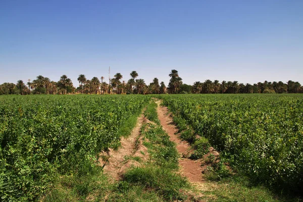 Nile river / Sudan - 23 Feb 2017: Fields in the small village on Nile river, Sudan