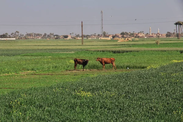 Abydos / Egypt - 02 Mar 2017: The Cow on field of grass in Abydos, Egypt