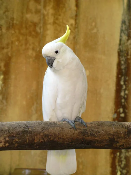 The parrot in Zoo, Langkavi island, Malaysia