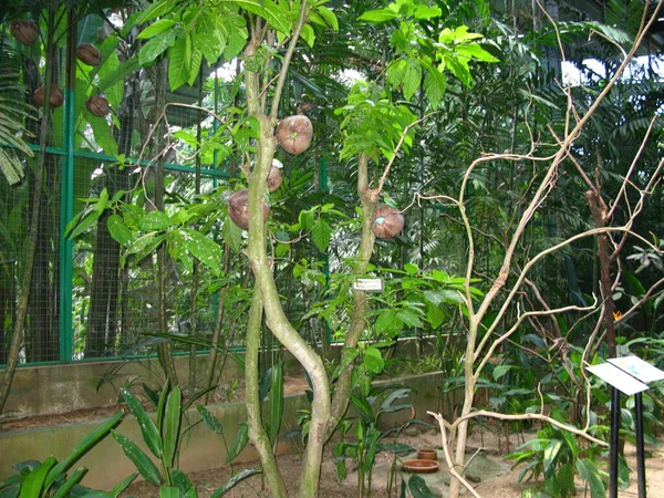 The parrot in Zoo, Langkavi island, Malaysia
