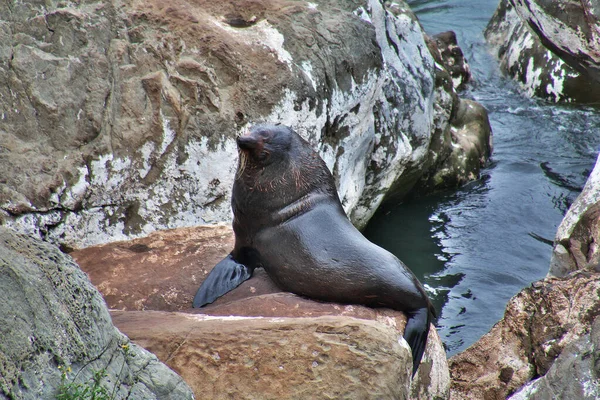 Seals in the Pacific ocean, New Zealand