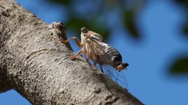 Cigarro macro cena bela natureza. Olhos e detalhes da asa. Cicada inseto vara na árvore na floresta tropical . — Vídeo de Stock