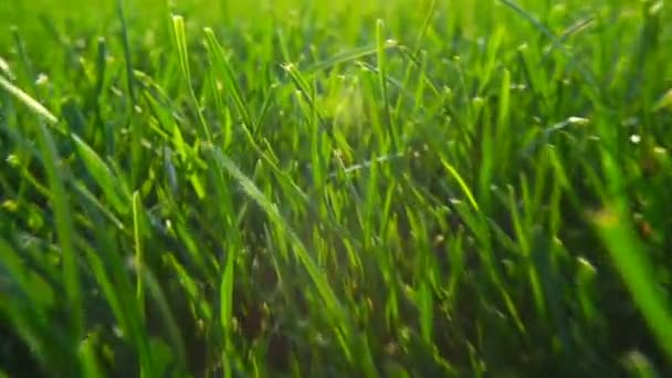 Textura de fondo natural de hierba verde fresca, césped para el fondo. Brillo de luz solar — Vídeos de Stock