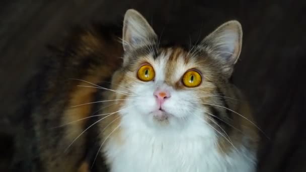 Feche-se de gato de beleza que ronca. Olhos amarelos selvagens . — Vídeo de Stock