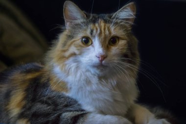 Yastığın üzerinde yatan genç üç renkli kedi