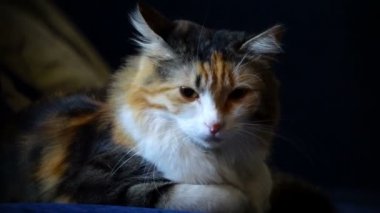 Yastığın üzerinde yatan genç üç renkli kedi