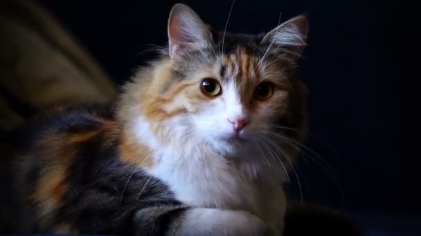 Joven gato de tres colores acostado en la almohada — Vídeos de Stock