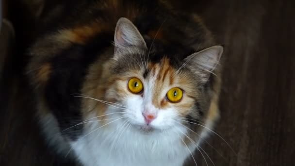 Primo piano di bellezza gatto ringhiando. Occhi gialli selvatici . — Video Stock