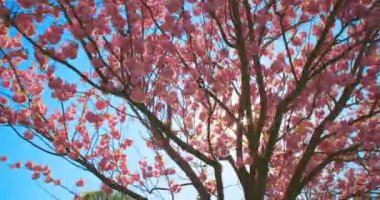 Güzel kiraz çiçeği sakura ilkbahar zamanı mavi gökyüzünde.