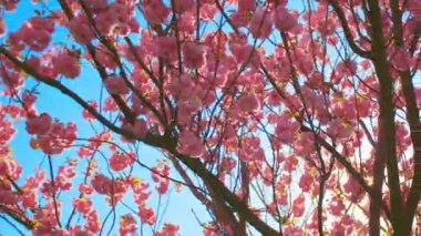 Güzel kiraz çiçeği sakura ilkbahar zamanı mavi gökyüzünde.