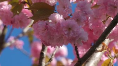 Güzel kiraz çiçeği sakura ilkbahar zamanı mavi gökyüzünde.