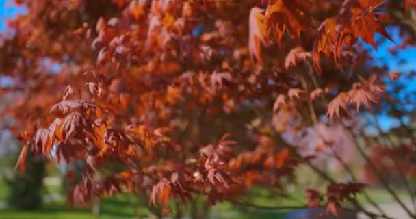 Червоне Кленове листя дерева під сонячним світлом фону. Червоне дерево сонця — стокове відео