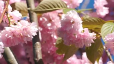 Güzel kiraz çiçeği sakura ilkbahar zamanı mavi gökyüzünde.