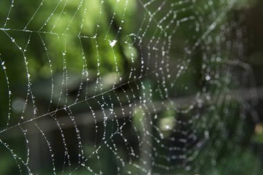 Çiy damlaları ile ormanda Örümcek Ağları.