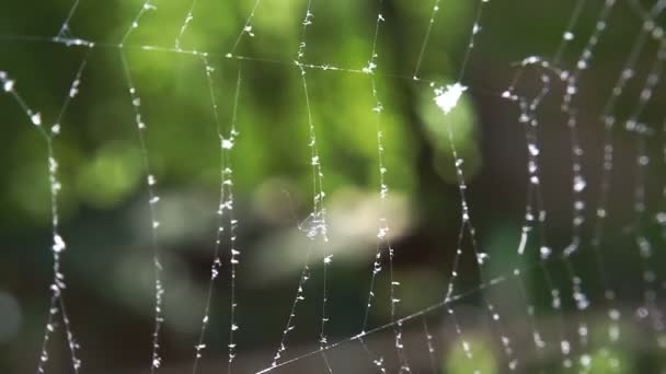 Toiles d'araignée dans la forêt avec gouttes de rosée . — Video