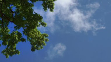 Yeşil meşe ağaçları mavi gökyüzüne karşı yeşillik. Gökyüzüne ve bulutlara karşı meşe ağaçları.