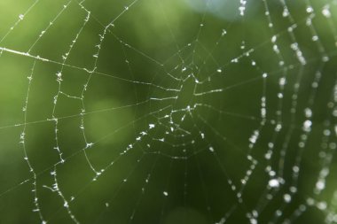 Çiy damlaları ile ormanda Örümcek Ağları.