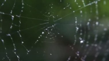 Çiy damlaları ile ormanda Örümcek Ağları.