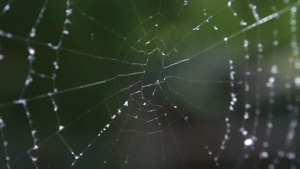 Spinnweben im Wald mit Tautropfen. — Stockvideo