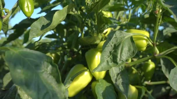 Jeunes poivrons verts poussant sur une branche. Légumes frais biologiques — Video