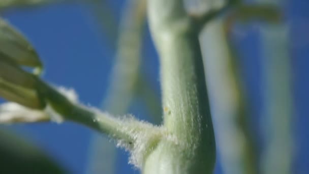 Campo de milho. Imagens macro do caule de milho . — Vídeo de Stock