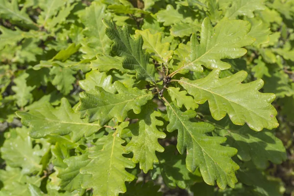 Green oak leaves on a branch in the sunlight.
