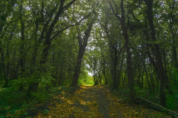 Sisin içinde orman yolu. Güzellik sabah güneş ışığı.