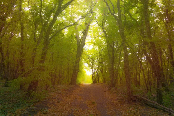 안개에 숲 경로입니다. 뷰티 모닝 햇빛. — 스톡 사진