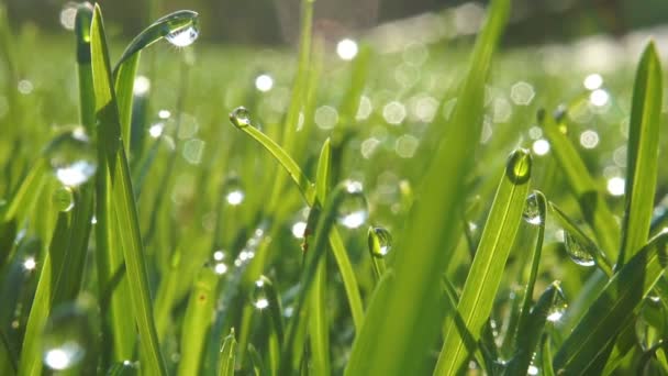 Herbe avec des gouttes de wew du matin. Gros plan avec mise au point douce. Contexte abstrait 