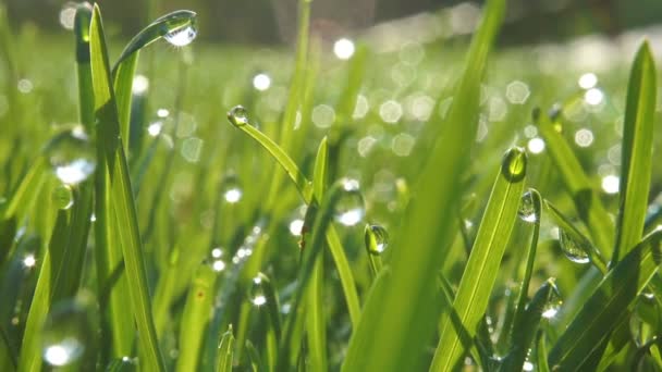 Gras mit morgendlichen Unkrauttropfen. Nahaufnahme mit weichem Fokus. Abstrakter Hintergrund — Stockvideo