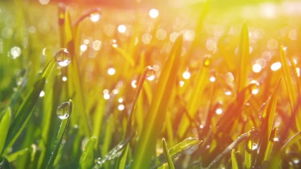 Gras mit morgendlichen Tautropfen. Nahaufnahme mit weichem Fokus. Abstrakter Hintergrund — Stockvideo