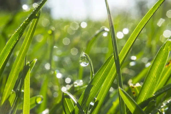Grass with morning dew drops. Closeup shot with soft focus. Abstract background
