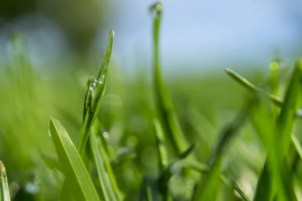 Grass with morning dew drops. Closeup shot with soft focus. Abstract background — Stock Photo, Image