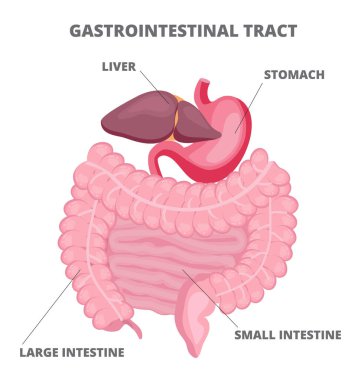 Gastrointestinal sistem vektörü beyaz arka planda gösterilmiştir.