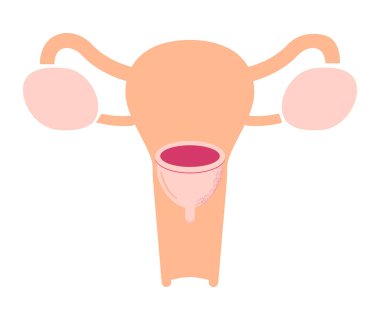 Bir kadının rahminde regl kâsesi. Kız için soy ağacı fincanı kullanma talimatı. Eko, mahrem hayatta sıfır israf.