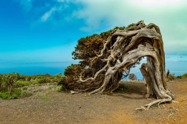 Sabina, Juniperus konka canariensis rüzgar tarafından bükülmüş. La Dehesa' yı. Frontera Kırsal Parkı. El Hierro. Kanarya Adaları. İspanya