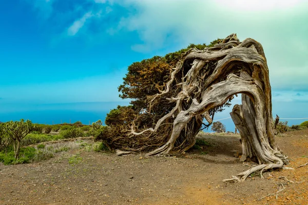Sabina, Juniperus konka canariensis rüzgar tarafından bükülmüş. La Dehesa' yı. Frontera Kırsal Parkı. El Hierro. Kanarya Adaları. İspanya