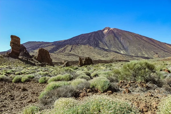 Nationaal Park Teide in Tenerife. Een groot contrast met de kale stenen en vulkanische landschap en de groene planten. — Stockfoto