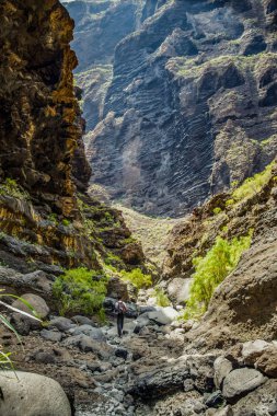 Masca Gorge Rocks, Tenerife, katılaştırılmış volkanik lav akışı katmanları ve kemer oluşumu gösteren. Ravine veya Barranco 900 m irtifada okyanus aşağı yol açar.