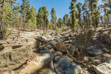 Güneşli bir gün çam ağaçları ile çevrili taşlı yol. Açık mavi gökyüzü ve ufuk çizgisi boyunca bazı bulutlar. Çam yaprağı ormanıyla kuru dağ alanında Rocky izleme yolu. Ttenerife, Kanarya Adaları.