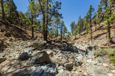 Güneşli bir gün çam ağaçları ile çevrili taşlı yol. Açık mavi gökyüzü ve ufuk çizgisi boyunca bazı bulutlar. Çam yaprağı ormanıyla kuru dağ alanında Rocky izleme yolu. Ttenerife, Kanarya Adaları.