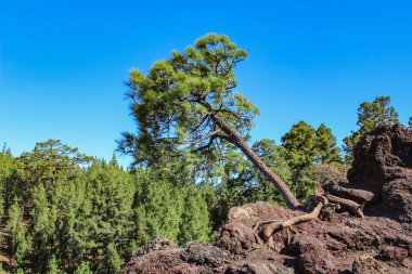 Yalnız Kanarya çamı -Pinus canariensis- lav tarlalarında kayanın hemen dışında yetişti. Mirador de los Poleos. Tenerife. Kanarya Adaları. İspanya