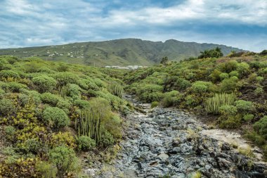 Adeje, Tenerife'nin Güneyinde, Arka planda dağlarda kanarya endemik milkweed -Euphorbia balsamifera- ile çevreleyen tipik kanyon